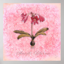 Amaryllis Belladonna first blush Posters