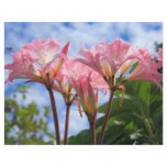 Amaryllis belladonna flyers