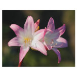 Amaryllis belladonna custom flyer