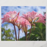 Amaryllis belladonna flyers