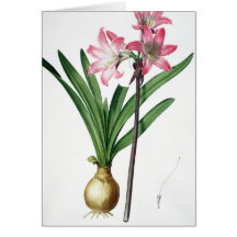 Amaryllis Belladonna, from 'Les Liliacees', engrav Greeting Card