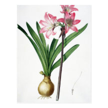 Amaryllis Belladonna, from 'Les Liliacees', engrav Post Cards
