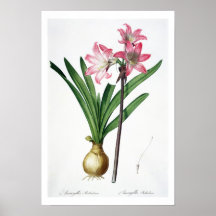 Amaryllis Belladonna, from 'Les Liliacees', engrav Print