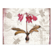 Amaryllis Belladonna Post Cards