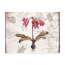 Amaryllis Belladonna Post Cards