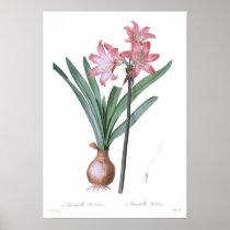 Amaryllis belladonna poster