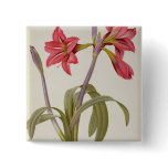 Amaryllis Brasiliensis Pins