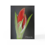 Amaryllis buds, card