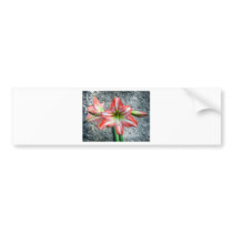 Amaryllis Bumper Sticker