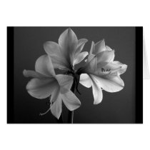 amaryllis greeting cards