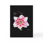 Amaryllis card