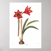 Amaryllis correiensis poster