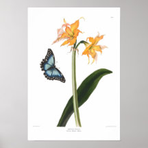 Amaryllis crocata poster