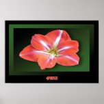 "Amaryllis" - Dark Green Background Print