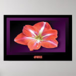 "Amaryllis" - Dark Purple Background Print