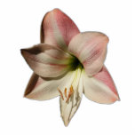 Amaryllis flower ~ acrylic photo cutouts