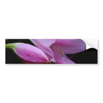 Amaryllis flower and its meaning bumper stickers