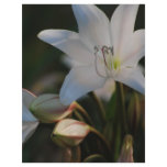 Amaryllis flower and its meaning flyers