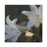 Amaryllis flower and its meaning fridge magnet