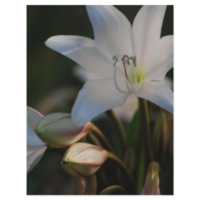 Amaryllis flower and its meaning full color flyer by laureenr