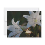 Amaryllis flower and its meaning personalized invitation