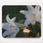 Amaryllis flower and its meaning mouse mats