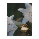 Amaryllis flower and its meaning postcard