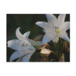 Amaryllis flower and its meaning postcard