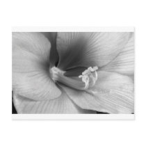 Amaryllis Flower Bloom in black and white Post Card