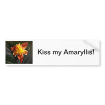 Amaryllis Flowers Bumper Sticker