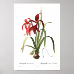 Amaryllis formosissima print