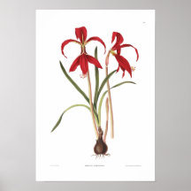Amaryllis formosissima poster