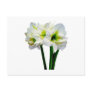 Amaryllis Green Princess Post Card