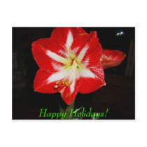 amaryllis, Happy Holidays!