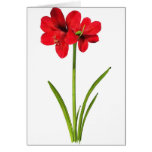 Amaryllis in red greeting card