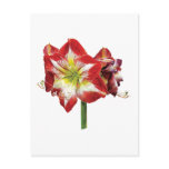Amaryllis Minerva Post Cards