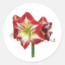 Amaryllis Minerva Sticker