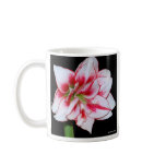 Amaryllis mug
