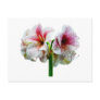 Amaryllis Novella Post Card