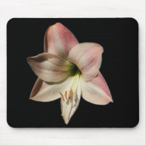 Amaryllis on black ~ mousepad