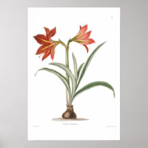 Amaryllis platypetala posters