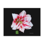 Amaryllis postcard