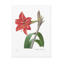 Amaryllis Postcard