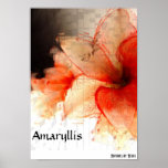 Amaryllis Print