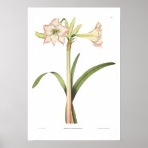 Amaryllis solandriflora print