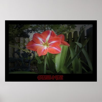 "Amaryllis & Table" - Print by wearartware