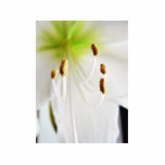 Amaryllis White Flower Close Up Photo Cutout