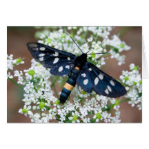 Amata phegea greeting card