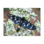Amata phegea post cards