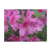 Amazing Azaleas Postcard
